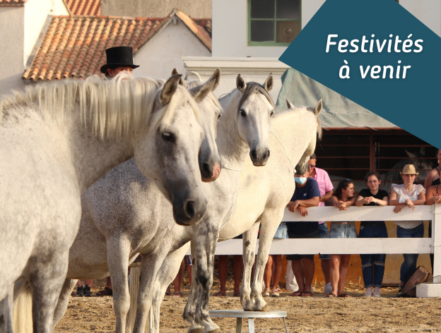 Festivités camarguaise aux Saintes Maries de la Mer