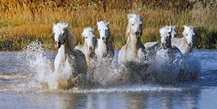 Toerisme in de Camargue